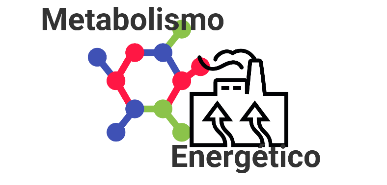 Metabolismo energetico