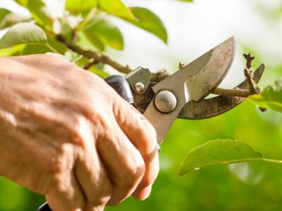 ¿Cuál es el período adecuado para la poda de árboles?