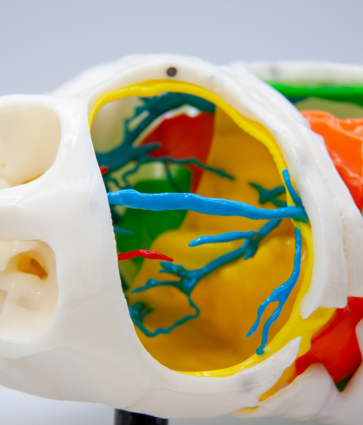 Tecnología 3D española de Cella ayuda a separar con éxito a dos gemelas egipcias