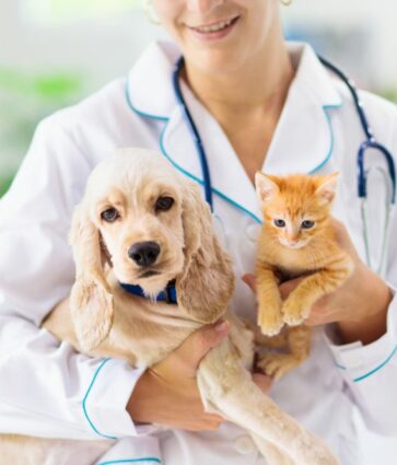 INDIBA potencia su división «Animal Health» basada en medicina regenerativa para caballos, perros y gatos