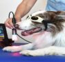 Indiba propone nuevas estrategias para aliviar el dolor y mejorar la calidad de vida de las mascotas