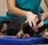 Interesantes resultados sobre el manejo del dolor en mascotas: nuevas estrategias para mejorar la calidad de vida