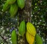 Cacao y no chocolate: Paccari habla sobre cuatro beneficios desconocidos de este producto