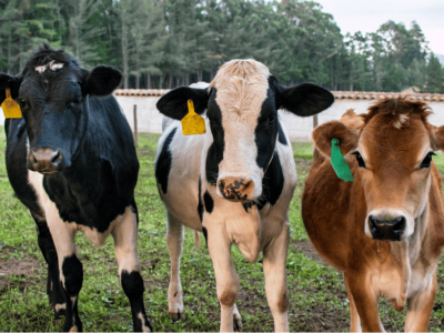 Bifeedoo impulsa la producción de leche con su pienso ecológico para vacas