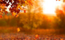 El otoño y el ánimo: cuando la luz se esconde
