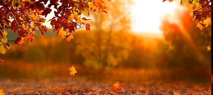 El otoño y el ánimo: cuando la luz se esconde