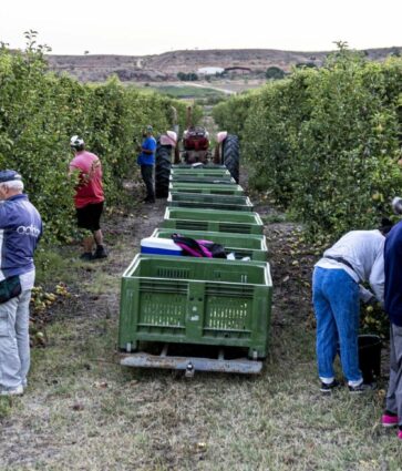 Temu ayuda a expandir la tradición frutícola online