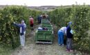 Temu ayuda a expandir la tradición frutícola online