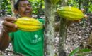 Ecuador se consolida como el destino ideal para los amantes del cacao
