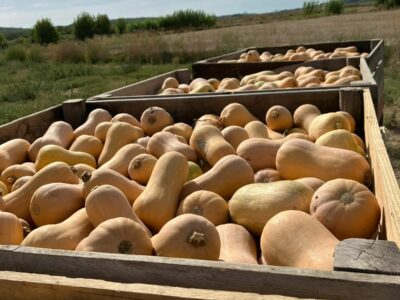 Calabaza cacahuete, una alternativa nacional para reducir el desperdicio en Halloween