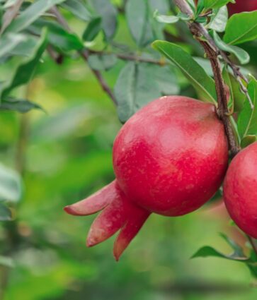 España produce más de 79.000 toneladas de granada, fruta con punicalagina aliada para la astenia otoñal