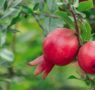 España produce más de 79.000 toneladas de granada, fruta con punicalagina aliada para la astenia otoñal