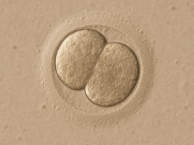 Un estudio sitúa el inicio de la identidad personal humana en las primeras 24 horas tras la fecundación