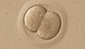 Un estudio sitúa el inicio de la identidad personal humana en las primeras 24 horas tras la fecundación