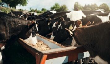 Bifeedoo impulsa la nutrición ecológica bovina