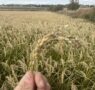 BioPalacín Planet impulsa las ventas de arroz ecológico gracias a la concienciación sobre salud y medio ambiente