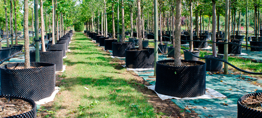 2. Coníferas enanas raras: precisión y estructura permanente