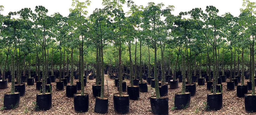 6. Helechos raros y plantas de sombra exóticas