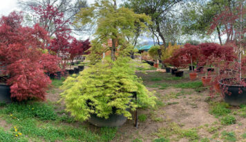 7 joyas ocultas que solo encontrarás en un vivero especializado