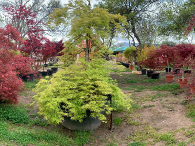 7 joyas ocultas que solo encontrarás en un vivero especializado