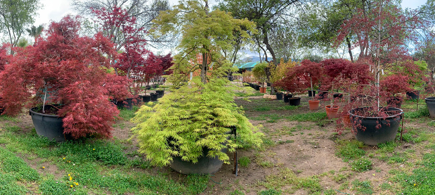 7 joyas ocultas que solo encontrarás en un vivero especializado