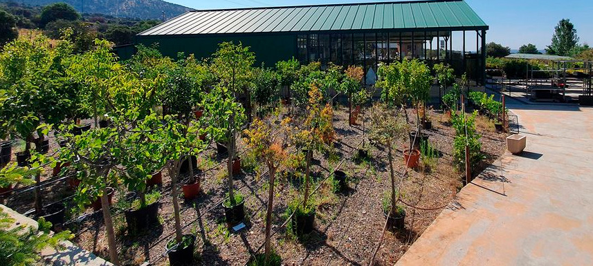 De la genética al diseño: las joyas secretas de la jardinería avanzada