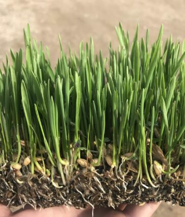 BioPalacín Planet alerta sobre la importancia del relevo generacional en el campo