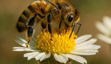 Pastrana acoge la primera feria apícola de España, con 45 ediciones que convierten a La Alcarria en capital mundial de la miel