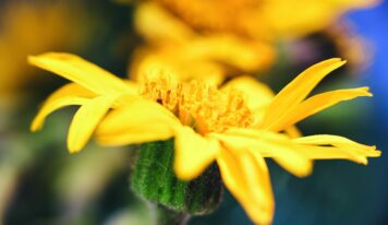 Árnica, un tesoro botánico protegido para preservar su legado milenario