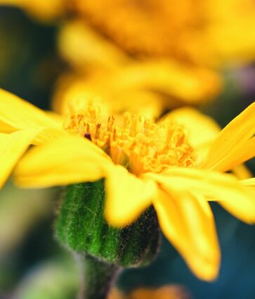 Árnica, un tesoro botánico protegido para preservar su legado milenario