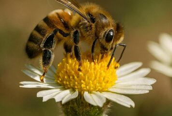 Pastrana acoge la primera feria apícola de España, con 45 ediciones que convierten a La Alcarria en capital mundial de la miel