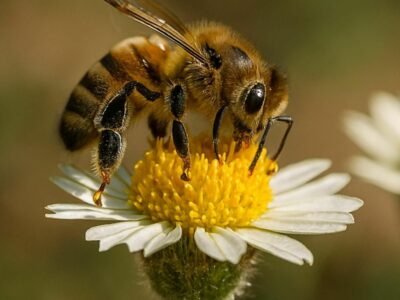 Pastrana acoge la primera feria apícola de España, con 45 ediciones que convierten a La Alcarria en capital mundial de la miel