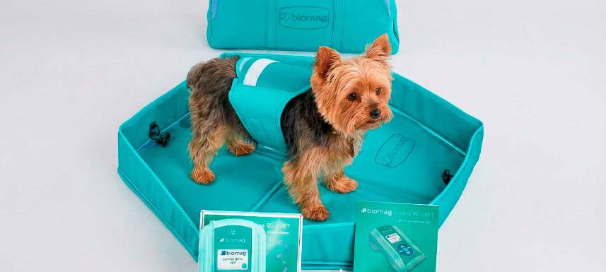 Cómo funcionan los tratamientos magnéticos en perros, caballos y mascotas Cómo funcionan los tratamientos magnéticos en perros, caballos y mascotas