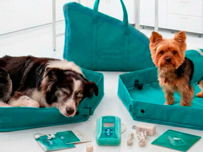 Diferencias entre terapias magnéticas y tratamientos veterinarios tradicionales