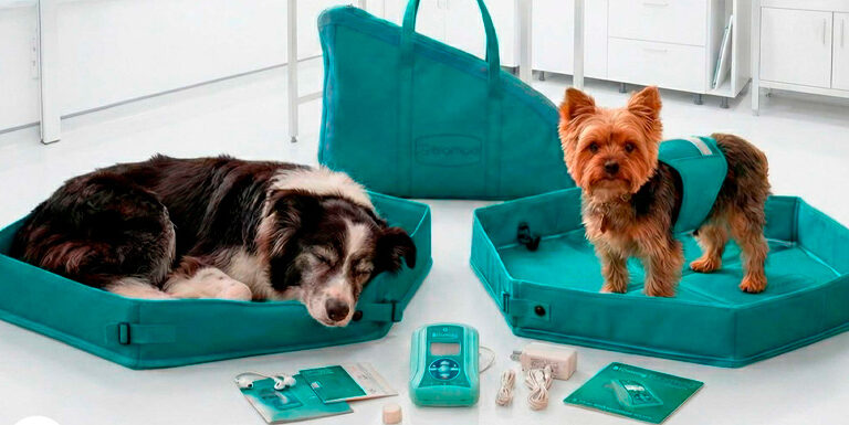 Diferencias entre terapias magnéticas y tratamientos veterinarios tradicionales Diferencias entre terapias magnéticas y tratamientos veterinarios tradicionales