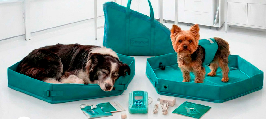 Diferencias entre terapias magnéticas y tratamientos veterinarios tradicionales