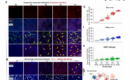 Un estudio publicado en Cell identifica ROCK2 como nueva diana terapéutica para la fibrosis hepática con el apoyo de Cloud-Clone