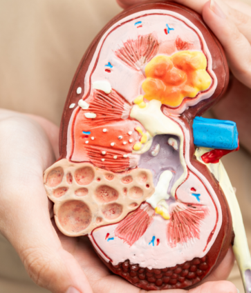 Cerca del 8% de las personas participantes en el programa de cribado de enfermedad renal en farmacias de Gipuzkoa han sido derivadas a Atención Primaria