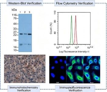 Cloud-Clone impulsa la investigación de terapias antienvejecimiento para la piel dañada por la radiación UV