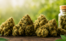 Comprar CBD en España en 2026: ¿cómo ha evolucionado el mercado del cannabidiol?