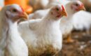 Bifeedoo analiza el papel del pienso ecológico para pollos durante el verano para mejorar el bienestar y la productividad