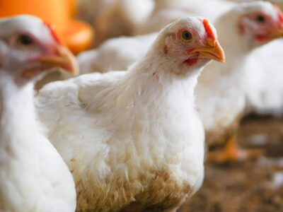 Bifeedoo analiza el papel del pienso ecológico para pollos durante el verano para mejorar el bienestar y la productividad
